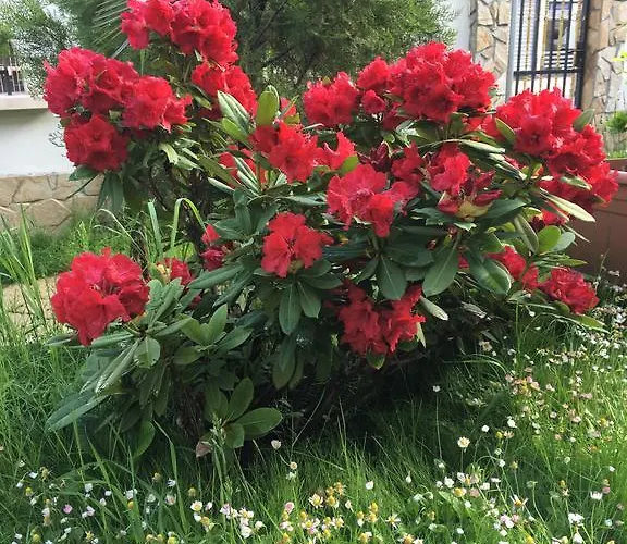 Gæstehus Elizabeth Samokov