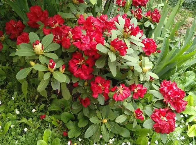 Gæstehus Elizabeth Samokov